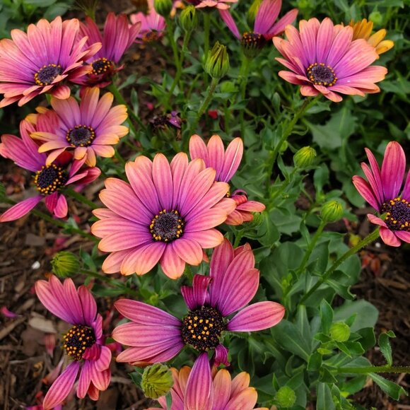 Meet your Posher, Sharky J! - Picture 1 of 1